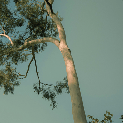 St. Francis Park Ivanhoe East